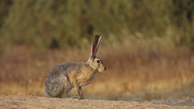 Two adult Cape hares (Lepus capensis) facing each other on dry, sandy terrain in the Negev Desert, Israel.