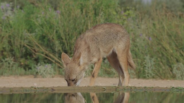 Golden jackal (Canis aureus) standing at the edge of a desert water source in the Negev Desert, Israel.