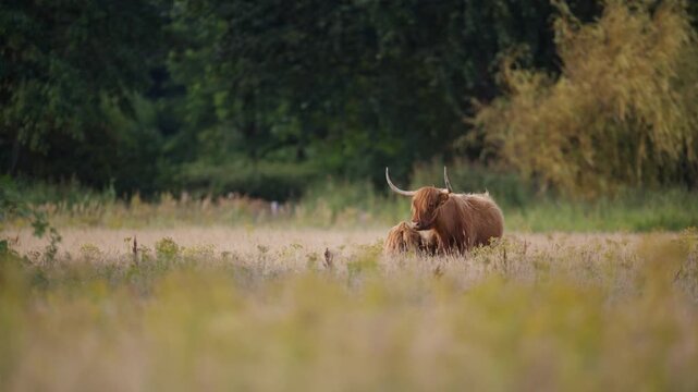 Relaxed free range Highland cow and calf stands in lush meadow, low angle view