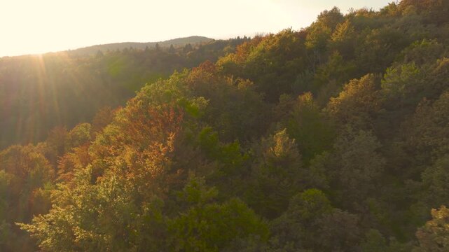 AERIAL, LENS FLARE: Hilly autumn forest bathed in golden sunlight. Warm evening light highlights a glowing mix of deciduous and conifer treetops as seasonal color spreads across the ridge and valley.