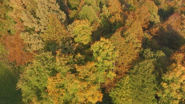 AERIAL: Golden autumn foliage in mixed forest where deciduous and conifer treetops form dense patchwork of green, yellow and orange, showing the early transition of autumn across the hilly landscape.