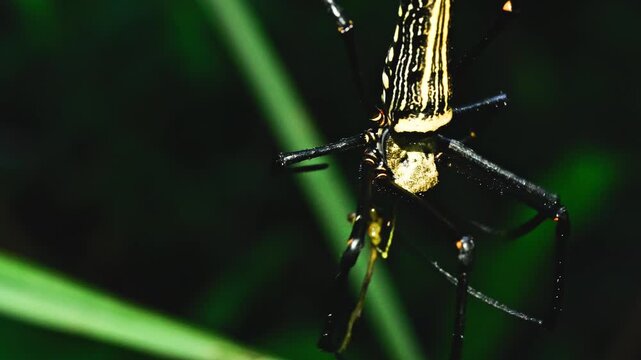 Giant wood spider nephila pilipes wrapping the prey close up