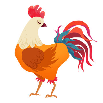 rooster isolated on white background
