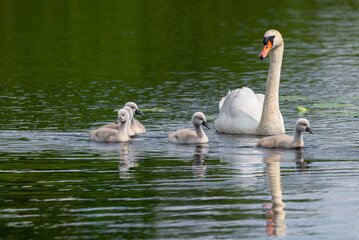 Mute swan adult, (Cygnus olor), with cygnets, swimming  on a lake © 7 DAYS 4 ART