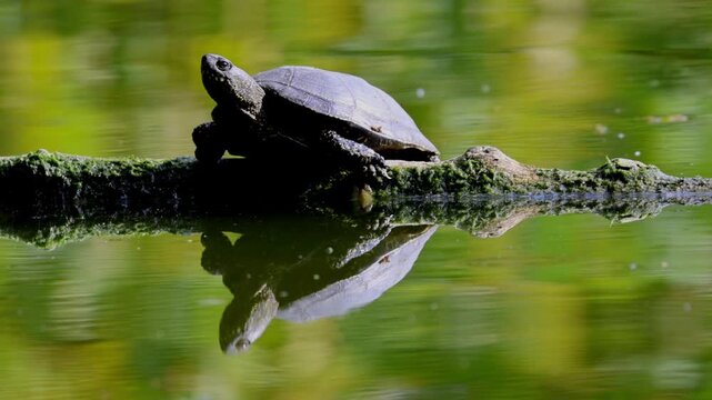 A close-up video of an adult European pond turtle (Emys orbicularis) lying on a wooden log, basking in the sun on a summer day, side view to the camera lens with reflection in green water. 