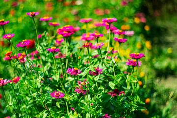 Fototapeta premium Bright pink and crimson zinnia flowers in a summer garden amidst lush greenery.
