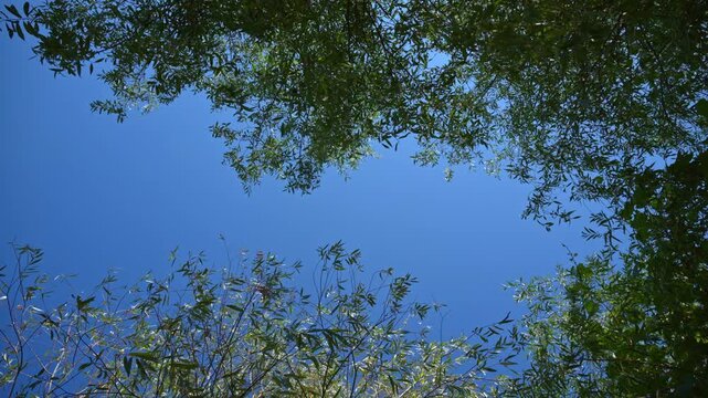 Upward perspective of a leafy green forest canopy framing vibrant blue sky. Concept of environmental purity, fresh air, natural tranquility, outdoor freedom and forest conservation. 4K.