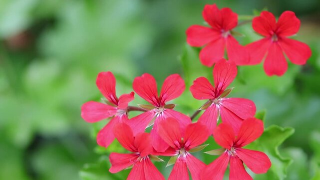 Many red flowers of the pelargonium, Pelargonium peltatum, delicate flowers with wine-red veins, green leaves, sunny day, garden flowers in the wind, trailing geranium, pelargonium, geranium