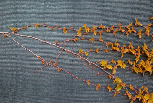 Climbing plant beginning to cover the shade netting