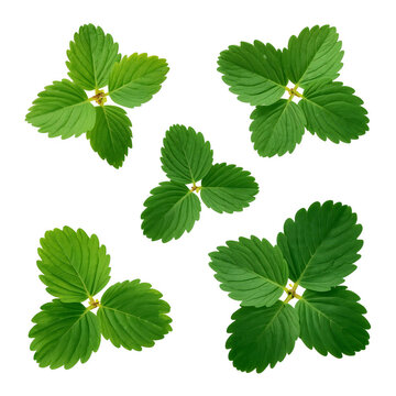 Fresh green strawberry leaves set isolated on white background