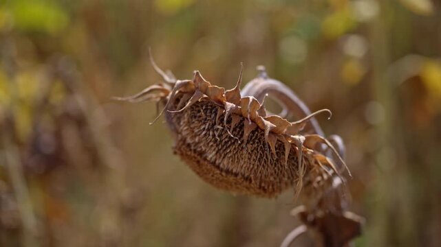 Close-up shot of a mature, dried sunflower head filled with black seeds hanging in an autumn field. 4K.