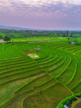 the beauty of the foggy morning panorama with sunrise and rice fields in Bengkulu, indonesia, asia