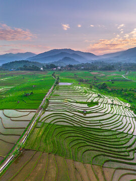the beauty of the foggy morning panorama with sunrise and rice fields in Bengkulu, indonesia, asia