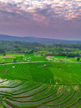the beauty of the foggy morning panorama with sunrise and rice fields in Bengkulu, indonesia, asia