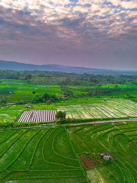 the beauty of the foggy morning panorama with sunrise and rice fields in Bengkulu, indonesia, asia