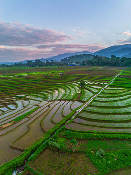 the beauty of the foggy morning panorama with sunrise and rice fields in Bengkulu, indonesia, asia