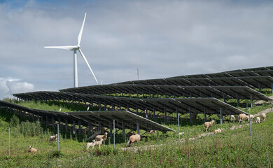 Sheep grazing beneath solar panels beside wind turbine in hybrid renewable energy park in Cadiz province, Andalusia, Spain © ihervas