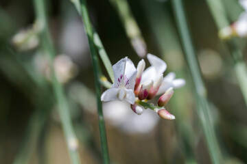 Close-up image of Retama monosperma flowers in the coastal dunes of Bolonia Beach, Tarifa, Cadiz, Spain, highlighting delicate white blossoms of Mediterranean vegetation © ihervas
