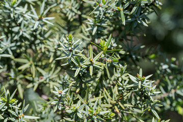 Close-up photograph of Juniperus macrocarpa growing in the coastal dunes of Bolonia Beach, Tarifa, Cadiz, Spain, highlighting its needle-like leaves © ihervas