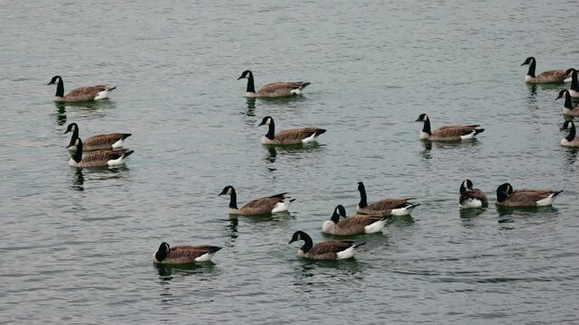 Flock of Canada Geese Swimming on Rippling Water