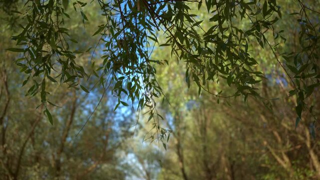 Close-up of green willow leaves hanging against a blurred background of sunlit trees and blue sky, swaying in breeze. 4K slow motion.