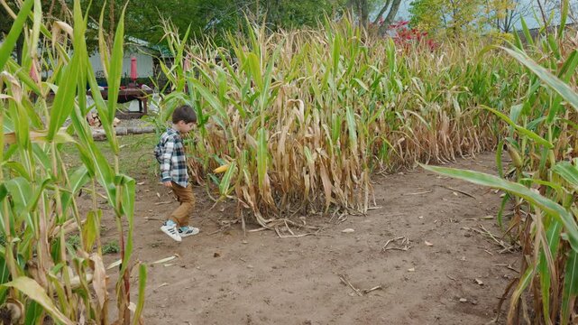 Asian Boy Walking Through Corn Maze