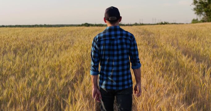 Farmer inspects golden wheat field at sunset. Man in plaid shirt walks through crops, appreciating harvest. Rural landscape captures essence of farming life and agriculture.