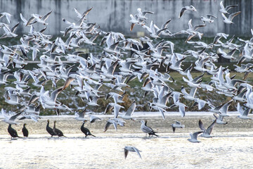 Latające stado mew (Laridae) oraz kormorany na brzegu rzeki w zimowej scenerii miejskiej. dynamiczne ujęcie dzikiej przyrody w mieście. © Henryk Niestrój