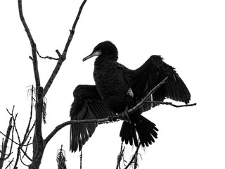 Kormoran zwyczajny (Phalacrocorax carbo) suszący skrzydła na suchej gałęzi. Monochromatyczny obraz symbolizujący dziką faunę, wpływ zmian klimatycznych oraz znaczenie martwego drewna. © Henryk Niestrój