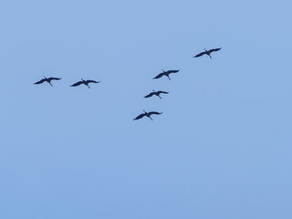 Klucz ptaków migrujących na tle niebieskiego nieba, prawdopodobnie żurawi (Grus grus). Symbol jesiennych i wiosennych przelotów oraz dzikiej natury. © Henryk Niestrój