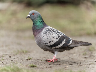 Gołąb miejski (Columba livia domestica) idący po kamiennym chodniku w mieście. detale upierzenia i dynamiczny krok ptaka. © Henryk Niestrój