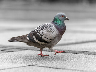Gołąb miejski (Columba livia domestica) stojący na ziemi w parku. Portret ptaka z ostrością na ubarwienie i czerwone oko. © Henryk Niestrój