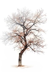 Obraz premium A tree sketch plant white background.