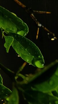 Heavy rain soaking a porous dim green kaffir lime leaf and sharp thorns Vertical Video 24fps
