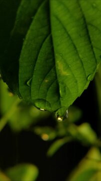 Rain drop suspended from a deeply corrugated dark green leaf Vertical Video 24fps