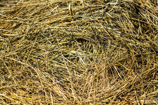 Close-up of dry golden grass and hay, forming a dense natural texture.