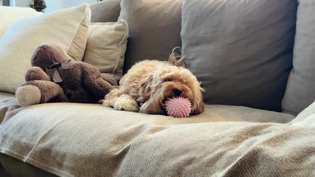 Cavapoo puppy chewing spiky ball toy on sofa, video