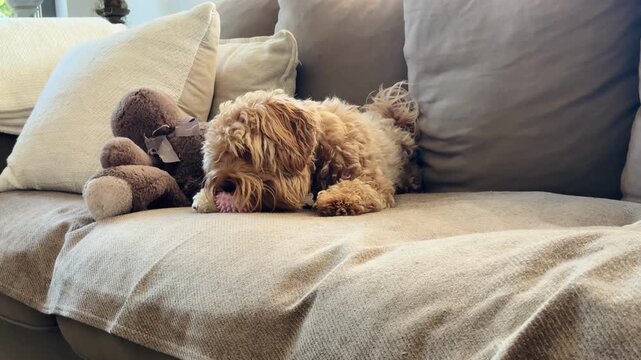 Cavapoo puppy chewing spiky ball toy on sofa, video