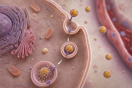 Hepatocyte receptor mediated uptake of LDL particle