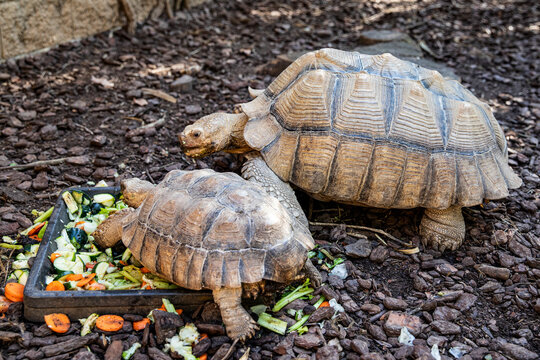 two land tortoises resting together among forest vegetation