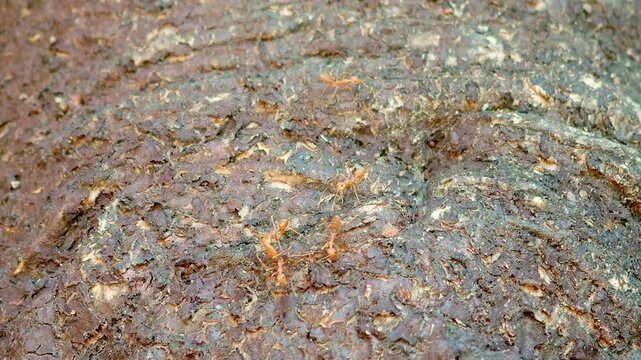 Red Ants on Rough Bark , Natural Red Ant Colony 