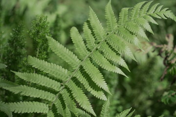 Taipei, Taiwan - August 27th 2026 - Fresh green fern leaves © YiChuan