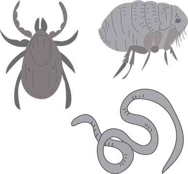 Vector illustration set of parasites including tick, flea, and worm isolated on a white background. Medical and veterinary design element.