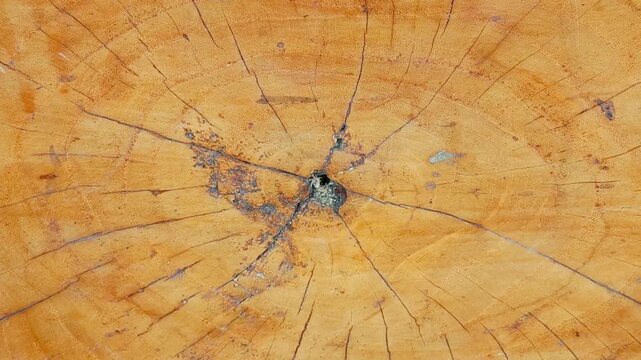 Tree Cross Section with Growth Rings and Natural Cracks