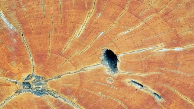 A close-up cross-section of a log with a golden wood surface, featuring visible annual growth rings expanding in circular patterns from the center, with natural radial cracks.