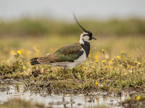 Crested Lapwing on Wet Ground Amid Dandelions in Shallow Water