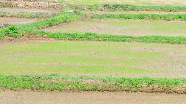 Rice seedlings growing in orderly rows , Green rice ,  Young rice