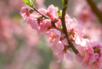 Fototapeta premium 陽光に輝く、春の桃の花