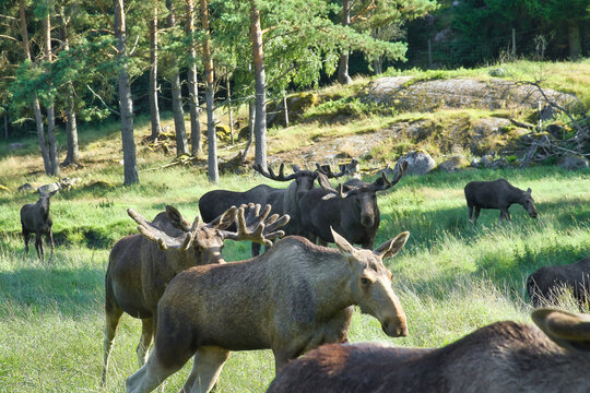 Herd of Moose in a Forest Clearing in Scandinavian Nature