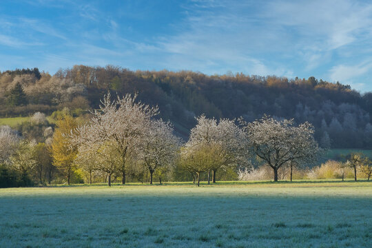 Blooming fruit trees on a meadow in front of a wooded slope in spring.